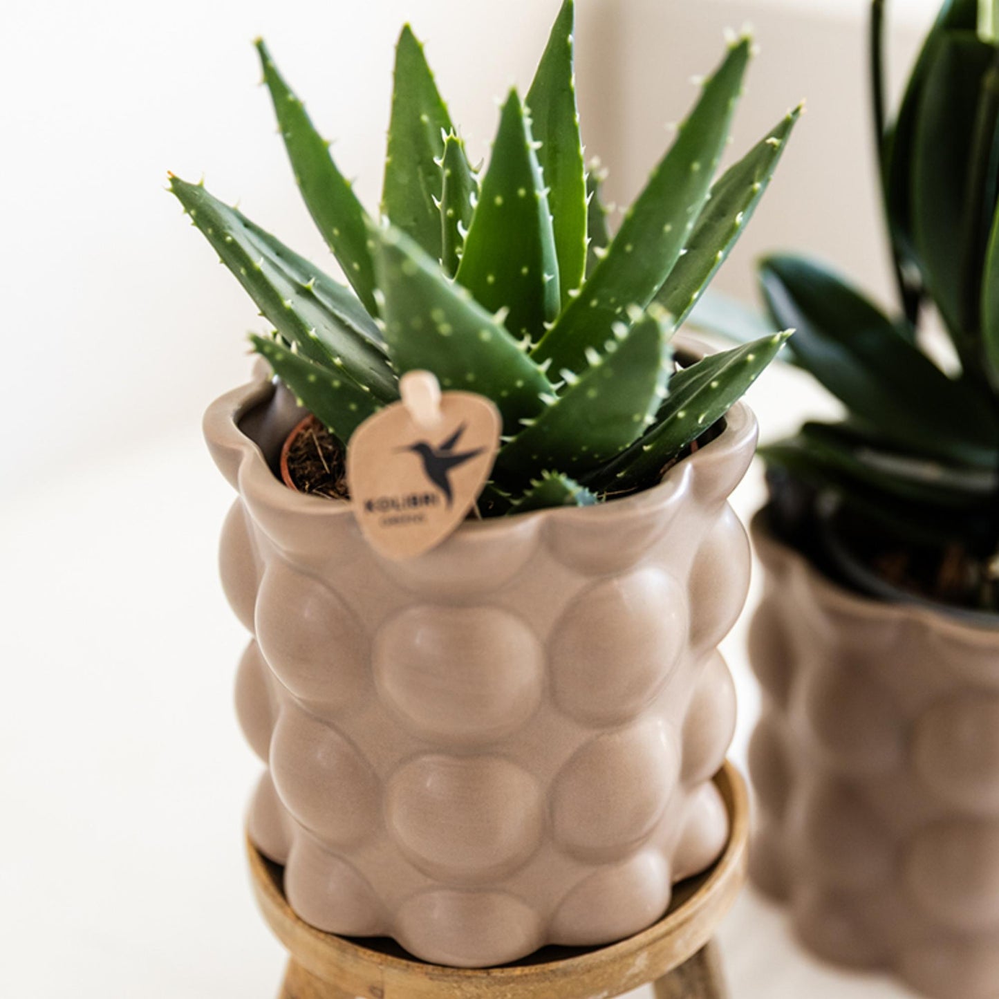 Kolibri Greens | Groene plant - Succulent Aloë Brevifolia potmaat Ø9cm | groene kamerplant - vers van de kweker