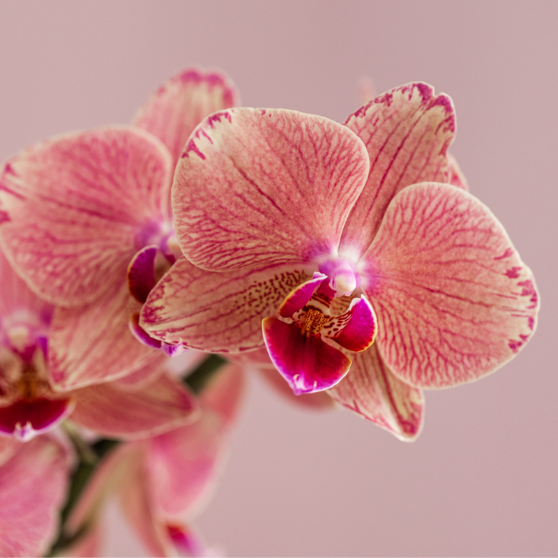 Oranje/Roze Orchidee Pure Picotee - Ø12cm