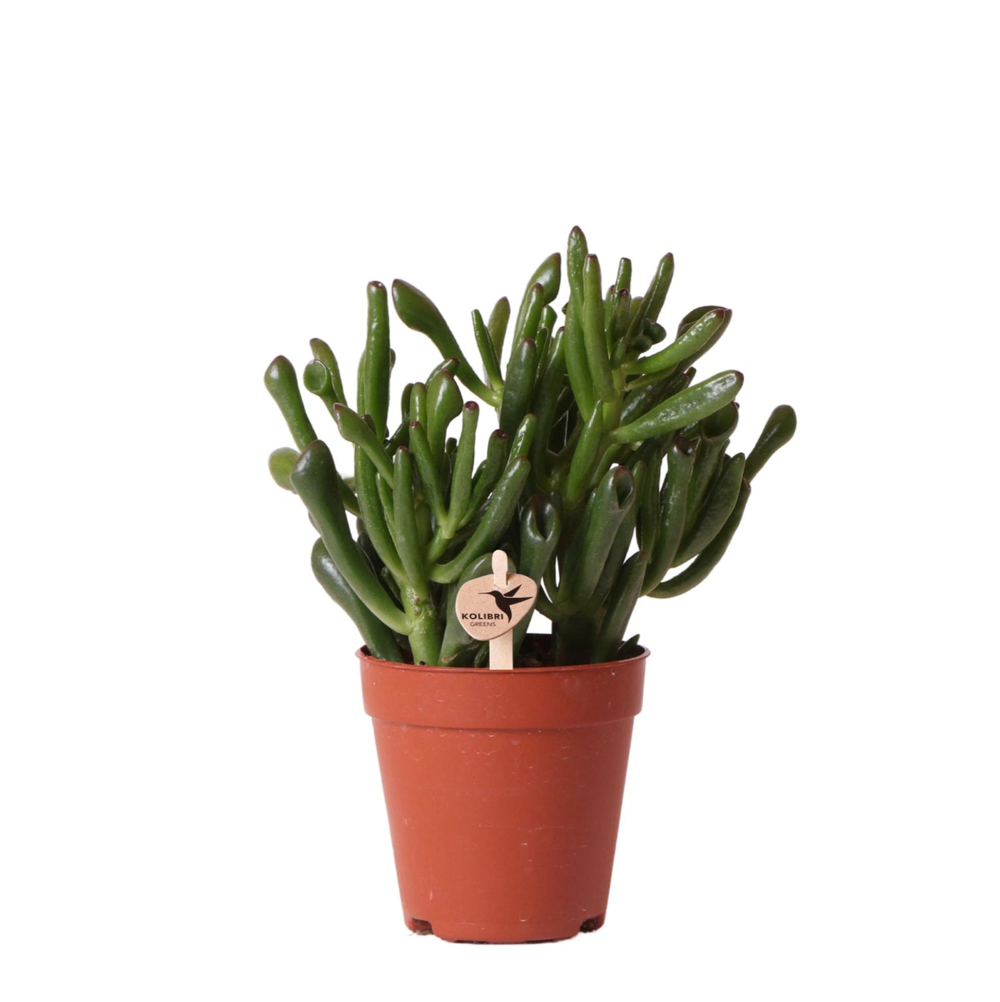 Kolibri Greens | Groene plant - Succulent Crassula Hobbit | groene kamerplant - vers van de kweker - Ø9cm