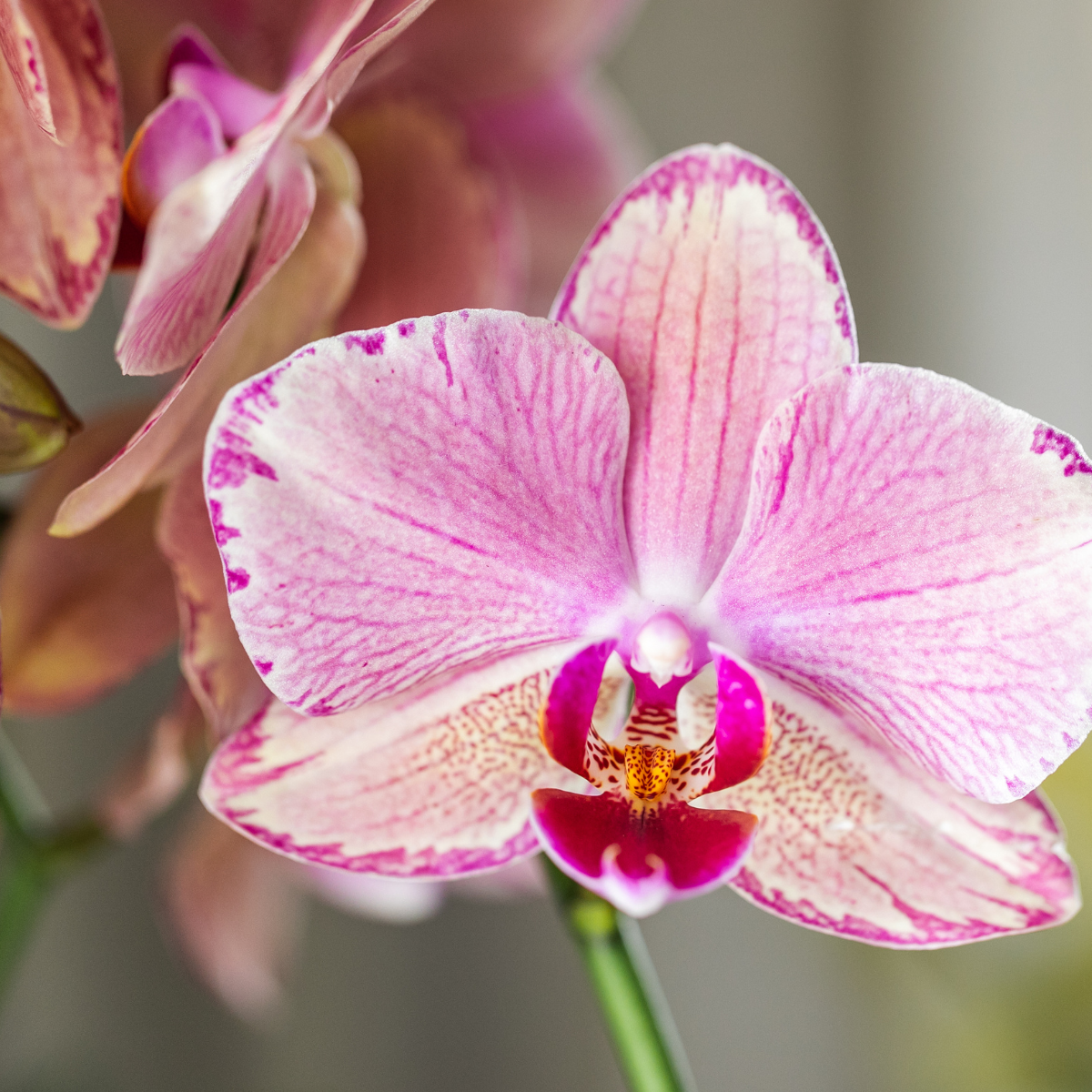 COMBI DEAL - 2 Oranje/Roze Pure Picotee Orchideeën - Ø12cm