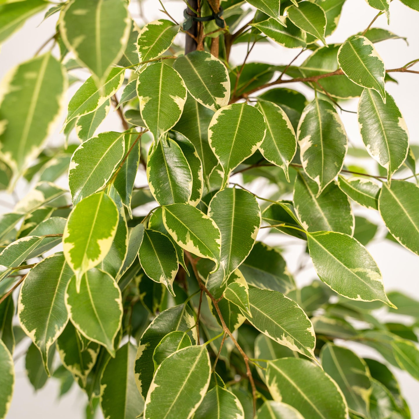 Ficus Benjamina Goldenking Incl. Bloempot Mayk Goud - H 95 cm - Ø 21 cm