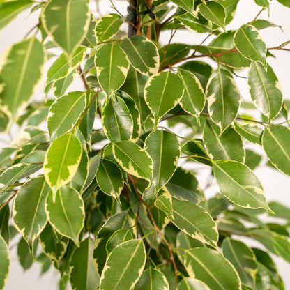 Ficus Benjamina Goldenking Incl. Bloempot Mayk Goud - H 95 cm - Ø 21 cm