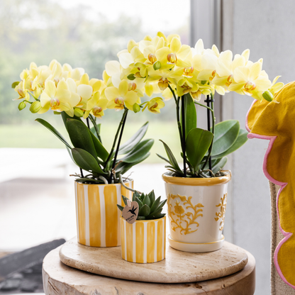 Gele Orchidee Brazil - Ø9cm