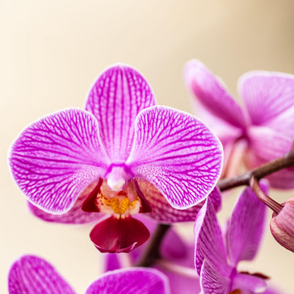 Paars Roze Orchidee Vienna - Ø9cm