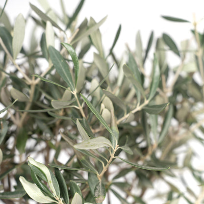 Olea Europaea - H 90 cm - Ø 19 cm