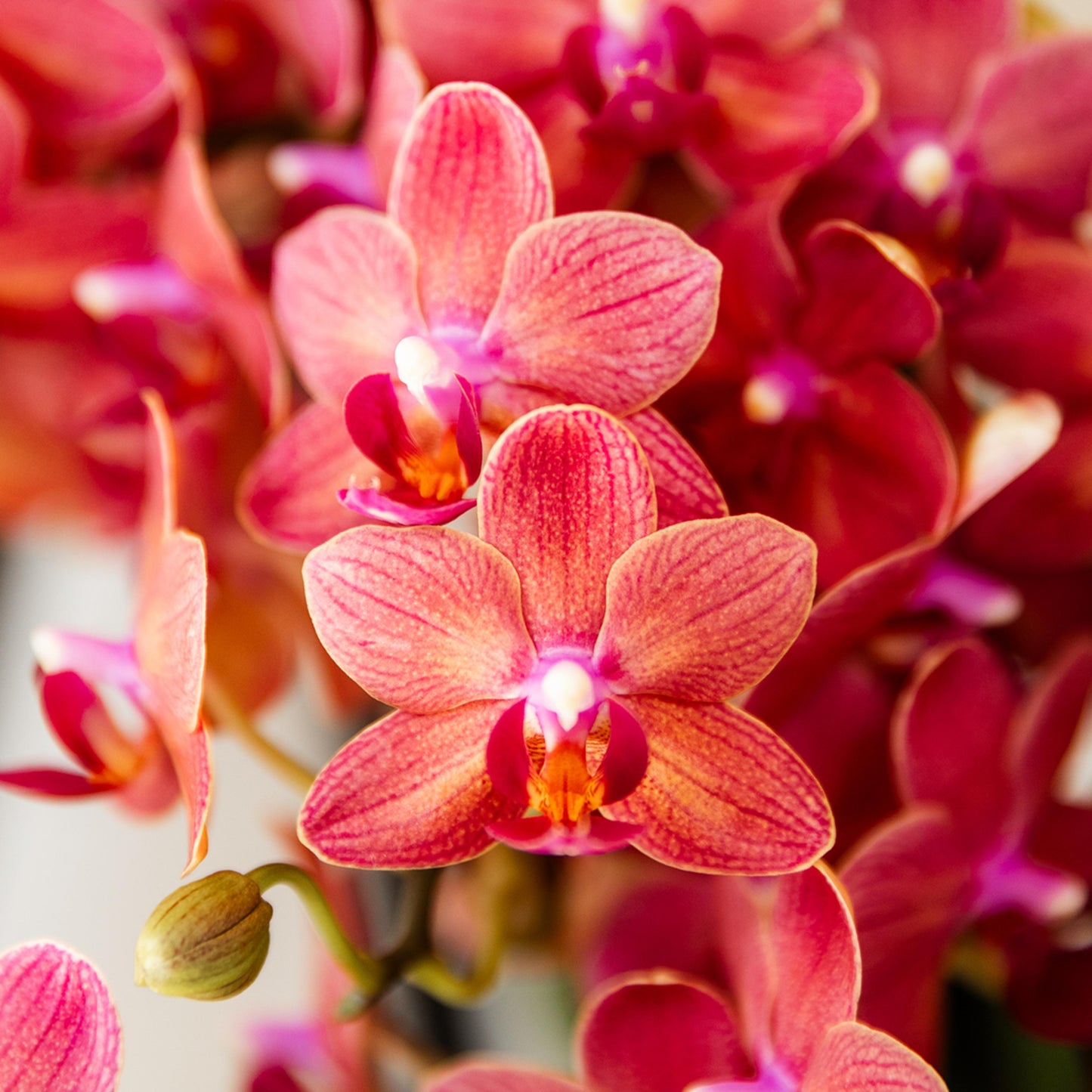 Rode Orchidee Maroc - Ø9cm