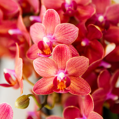 Rode Orchidee Maroc - Ø9cm