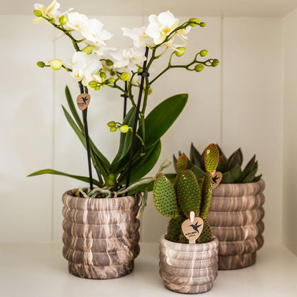 Sierpot Marble - D 12 cm