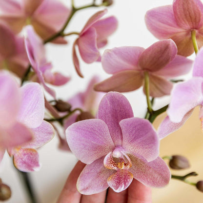 Oudroze Orchidee Pure Treviso - Ø9cm
