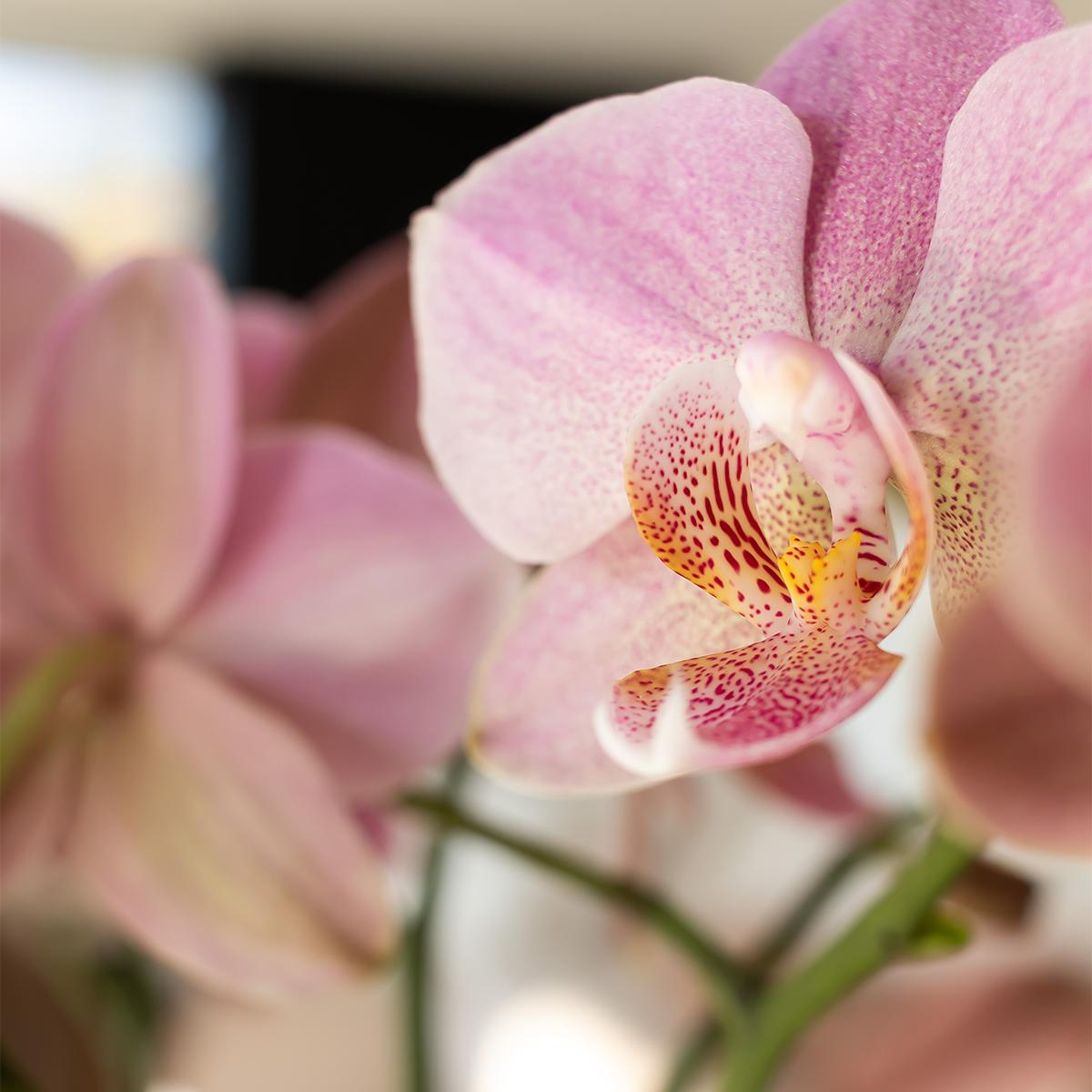 Oudroze Orchidee Pure Treviso - Ø9cm