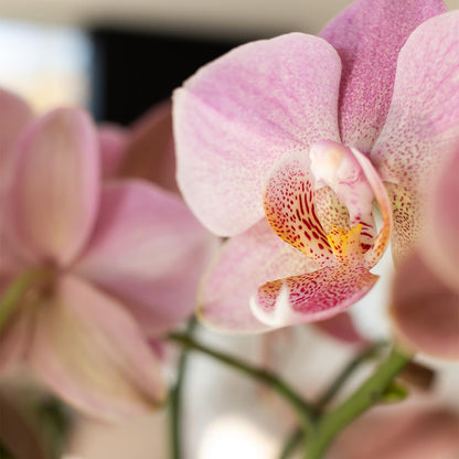 Oudroze Orchidee Pure Treviso - Ø9cm