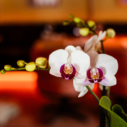 Witte Orchidee Poland - Ø9cm