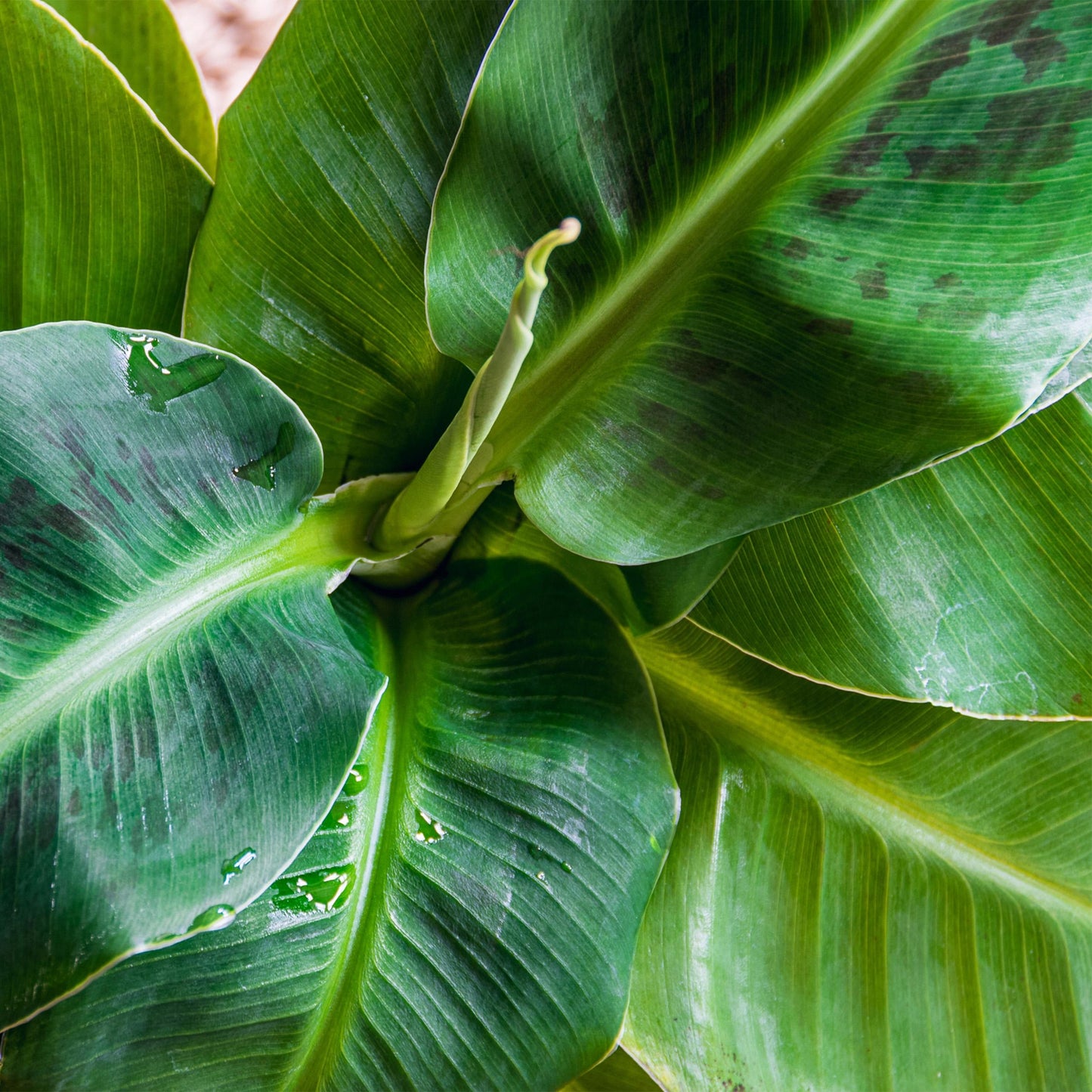 Bananenplant Musa Acuminata Dwarf Cavendisch Incl. Mand - H 75 cm - Ø 21 cm