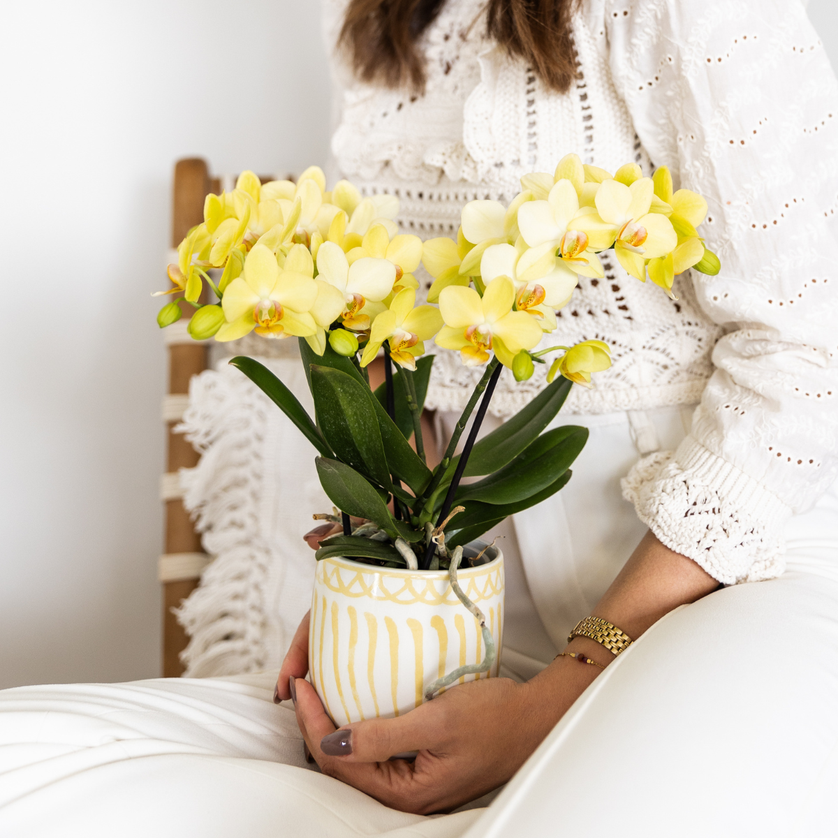 Gele Orchidee Brazil - Ø9cm
