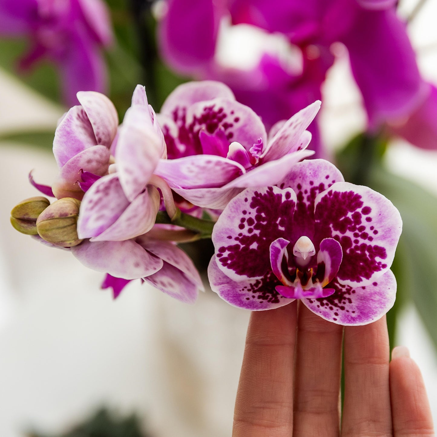 COMBI DEAL - 2 Paars/Roze Madrid Orchideeën - Ø9cm