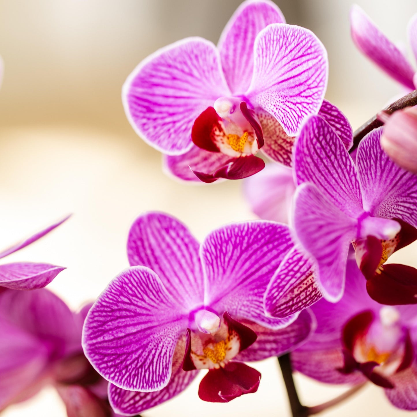 COMBI DEAL - 4 Paarse Vienna Orchideeën - Ø9cm