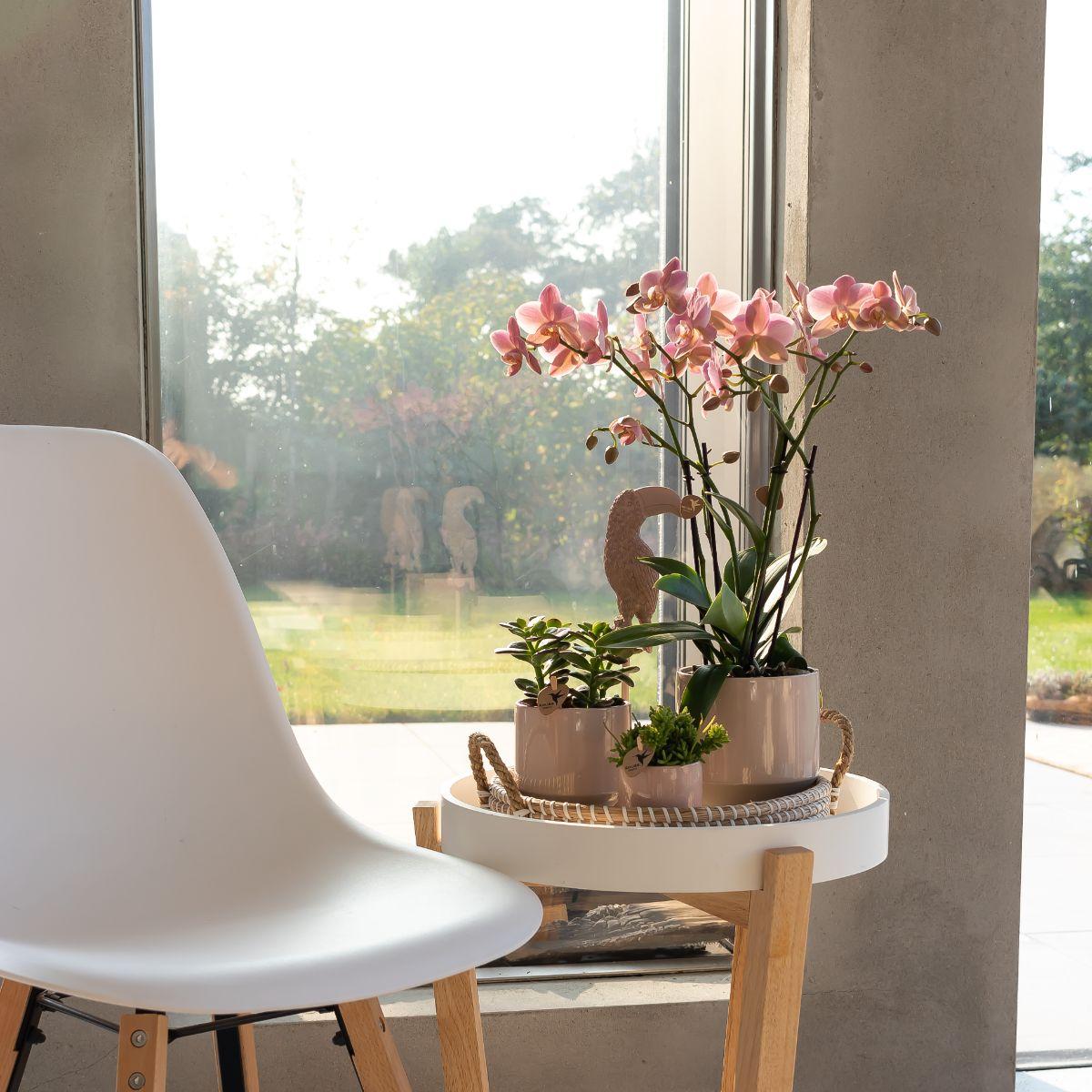 Oudroze Orchidee Pure Treviso - Ø9cm