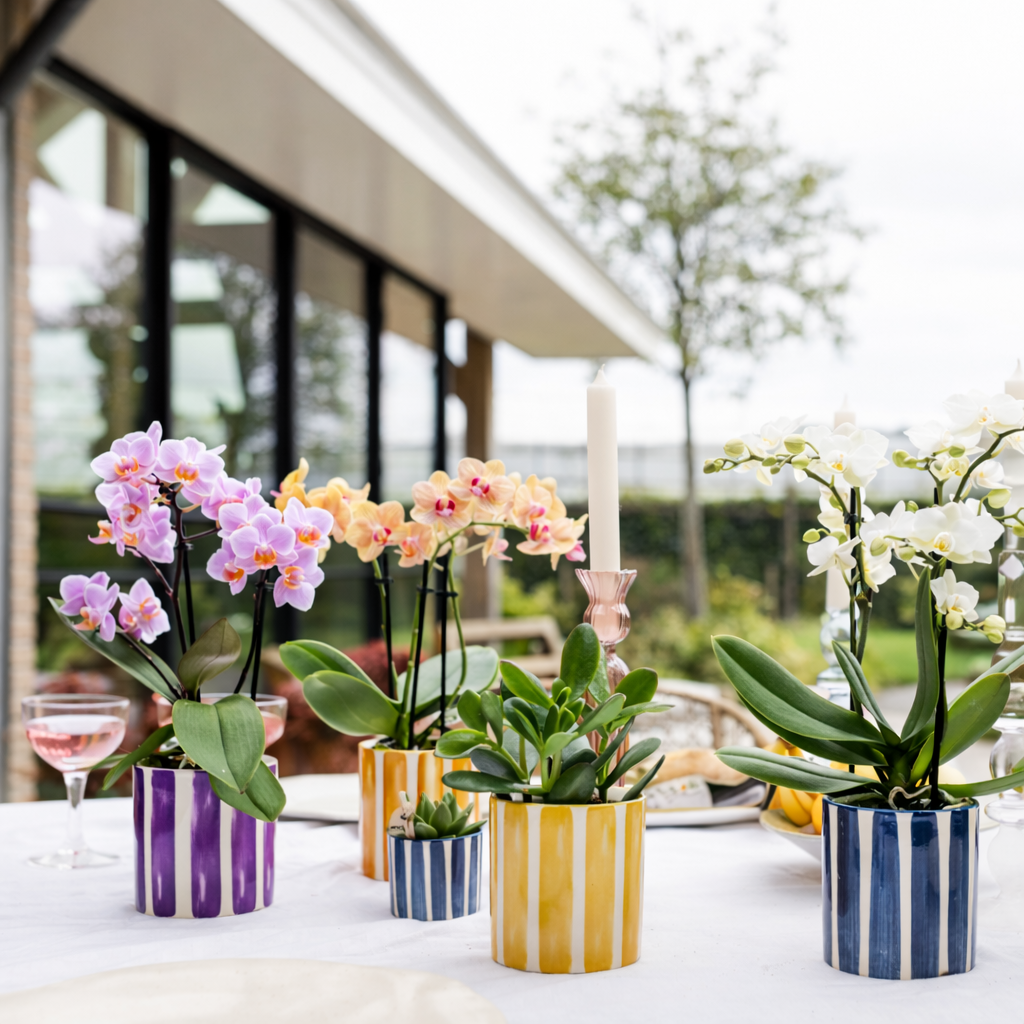 Sierpot Stripe Paars - D 9 cm