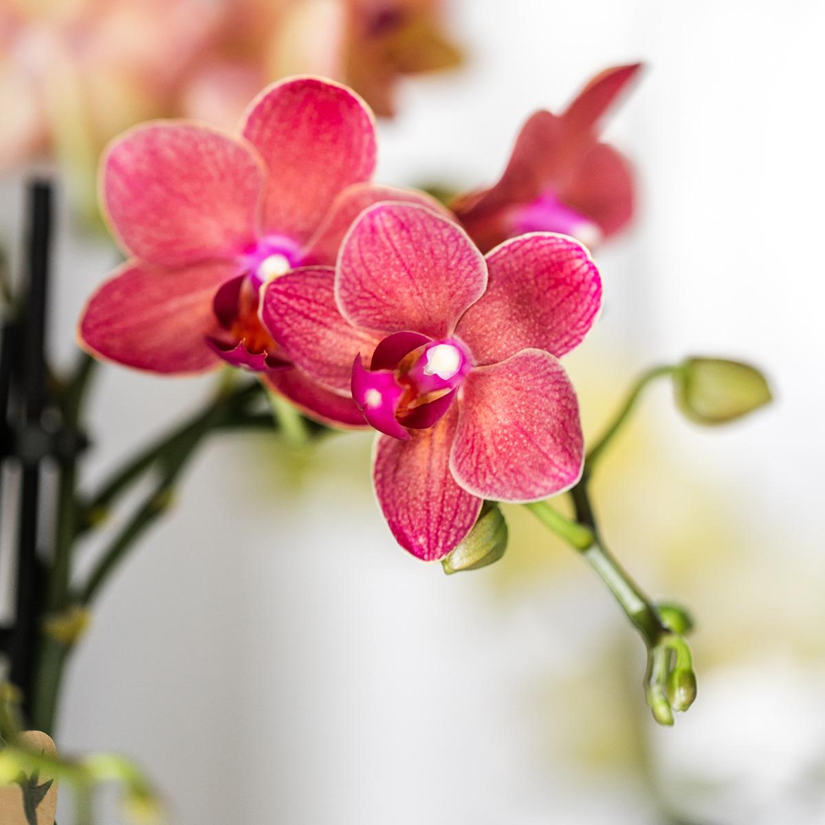 Rode Orchidee Maroc - Ø9cm