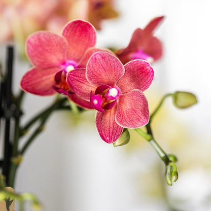 Rode Orchidee Maroc - Ø9cm