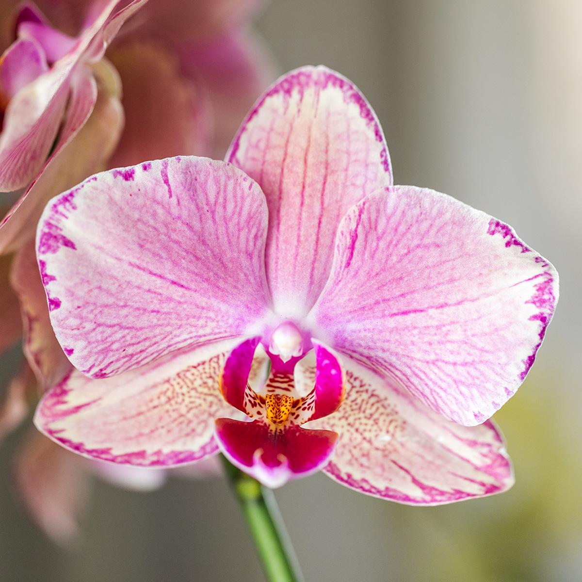 Oranje/Roze Orchidee Pure Picotee - Ø12cm