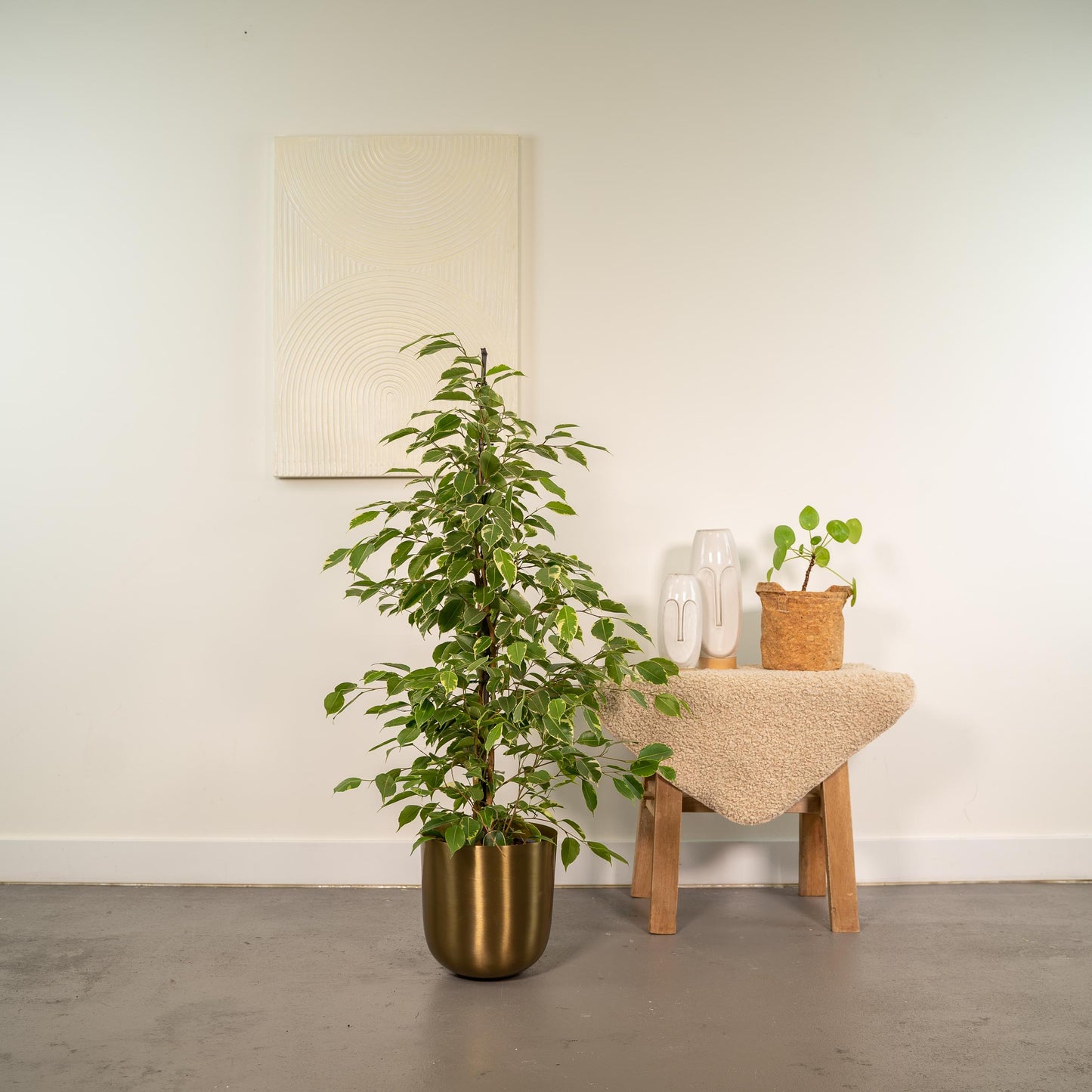Ficus Benjamina Goldenking Incl. Bloempot Mayk Goud - H 95 cm - Ø 21 cm
