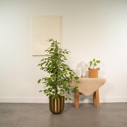 Ficus Benjamina Goldenking Incl. Bloempot Mayk Goud - H 95 cm - Ø 21 cm