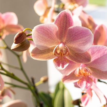 Oudroze Orchidee Pure Treviso - Ø9cm