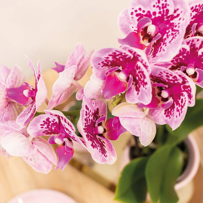COMBI DEAL - 2 Paars/Roze Madrid Orchideeën - Ø9cm