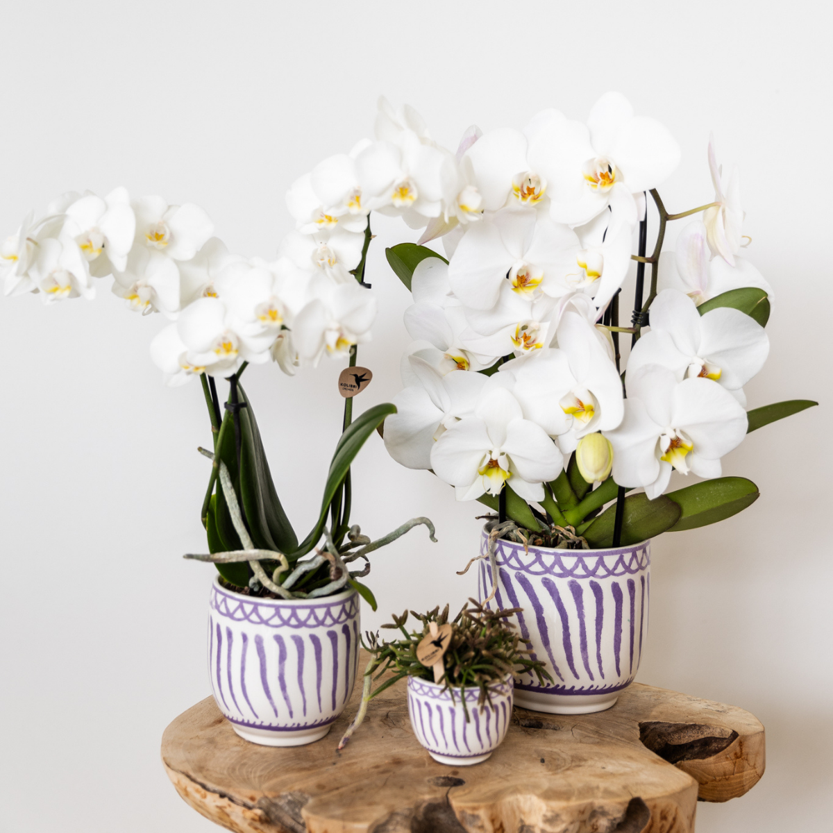 COMBI DEAL - 2 Witte Anna Orchideeën - Ø9cm