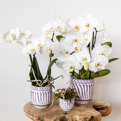 COMBI DEAL - 2 Witte Anna Orchideeën - Ø9cm