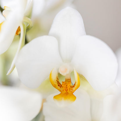 Witte Orchidee Suzanne - Ø12cm
