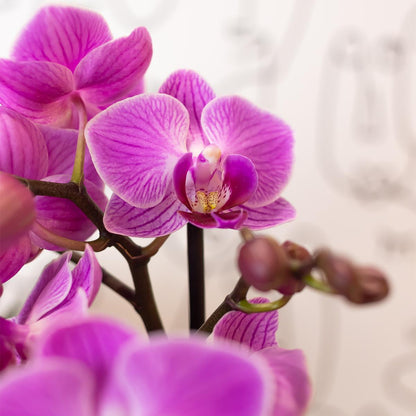 Paars Roze Orchidee Vienna - Ø9cm