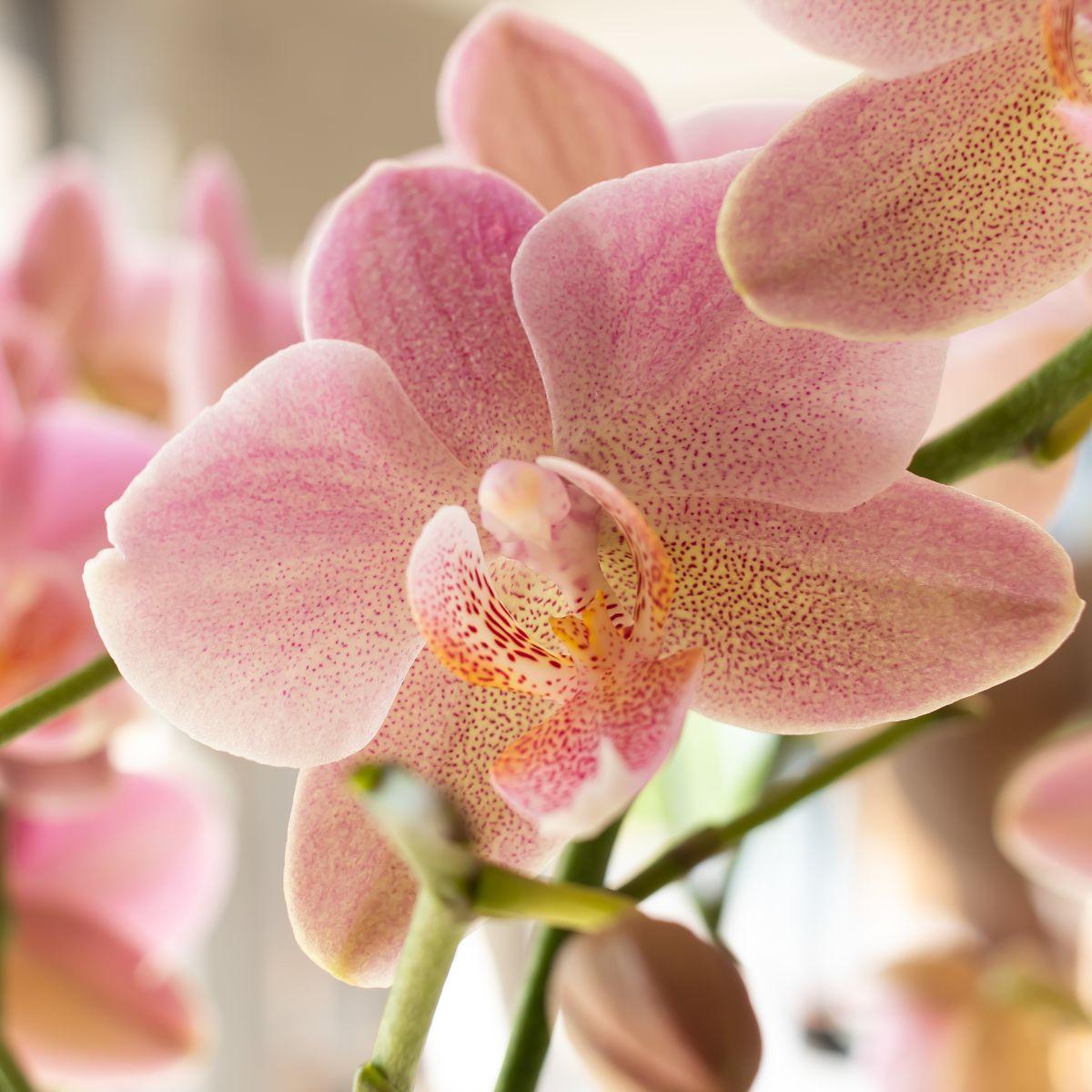 Oudroze Orchidee Pure Treviso - Ø9cm