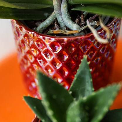Sierpot Diamond Pearl Rood - D 9 cm
