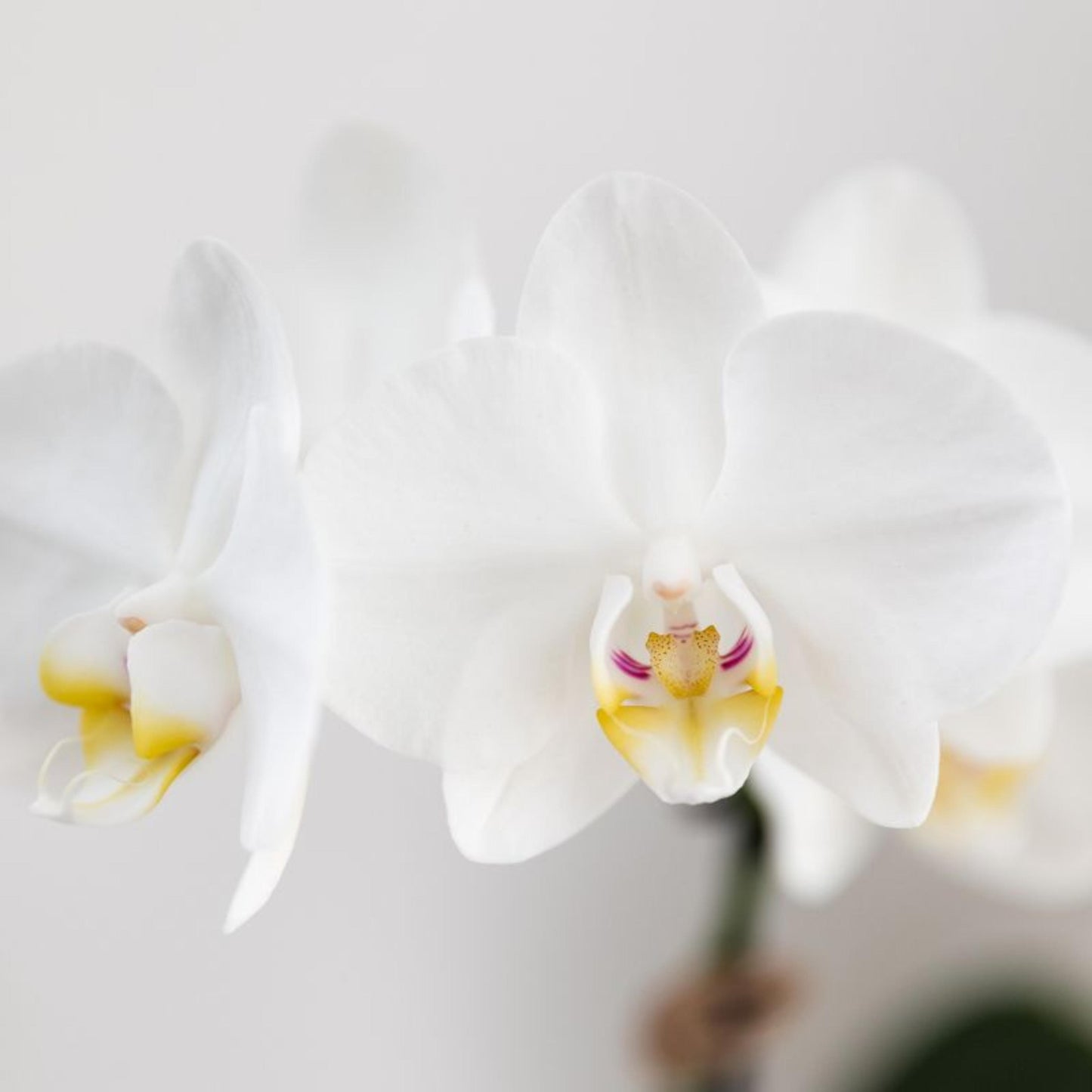 COMBI DEAL - 2 Witte Anna Orchideeën - Ø9cm