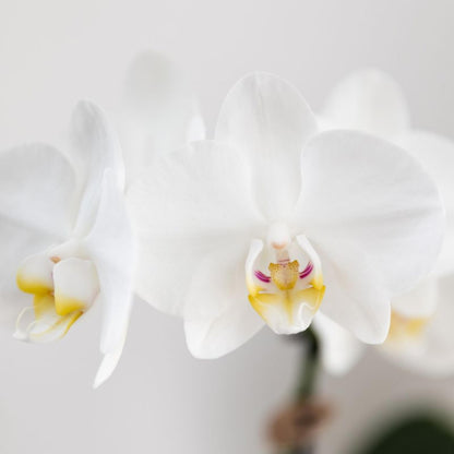 COMBI DEAL - 2 Witte Anna Orchideeën - Ø9cm