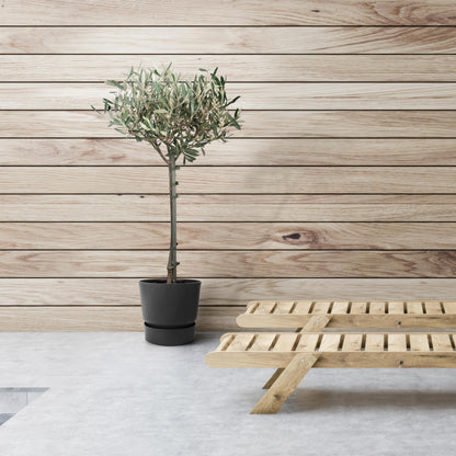 Olea Europaea - H 90 cm - Ø 19 cm