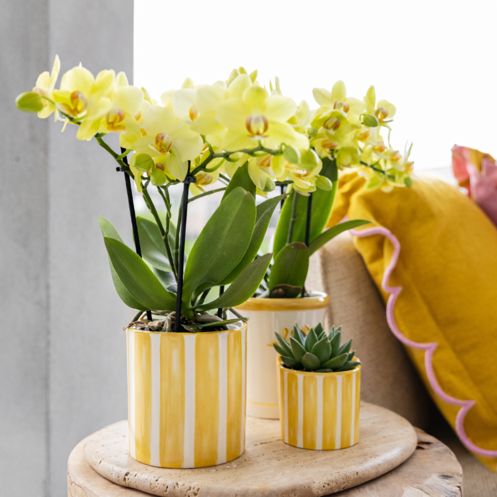 Sierpot Stripe Geel - D 9 cm