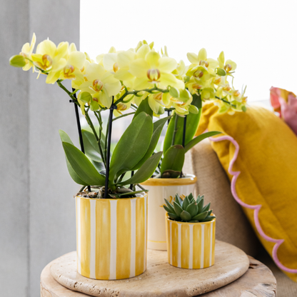 Sierpot Stripe Geel - D 9 cm