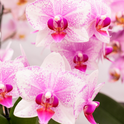 Roze Orchidee Almera - Ø9cm
