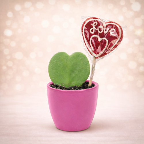 Hartjesplant (Hoya Kerrii) Incl. Roze Sierpot & Lolly