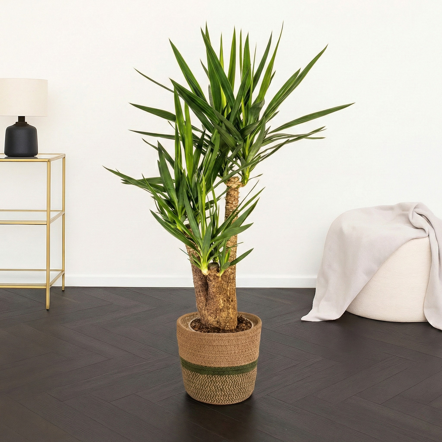 Yucca Elephantipes Vertakt - H 90 cm - Ø 24 cm